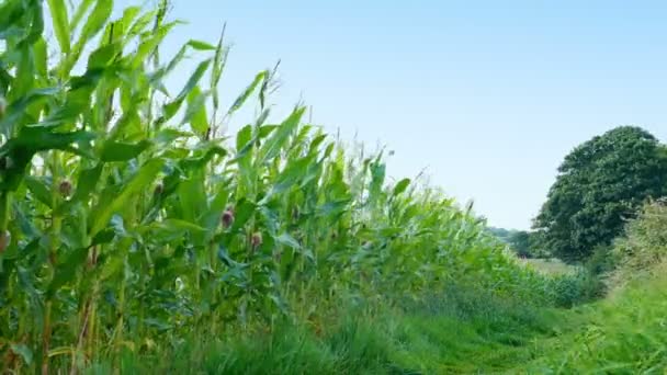 Kukuřičné Pole Farmě Cestou Kolem — Stock video
