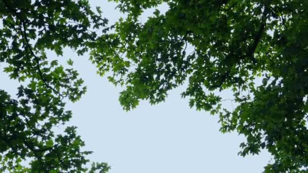 Natuur Grens Van Boomtakken Aan Hemel — Stockvideo