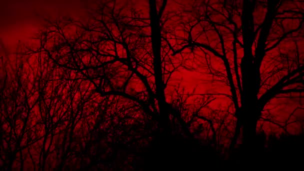 Gli Alberi Coprono Spaventoso Cielo Rosso Nei Venti Della Tempesta — Video Stock