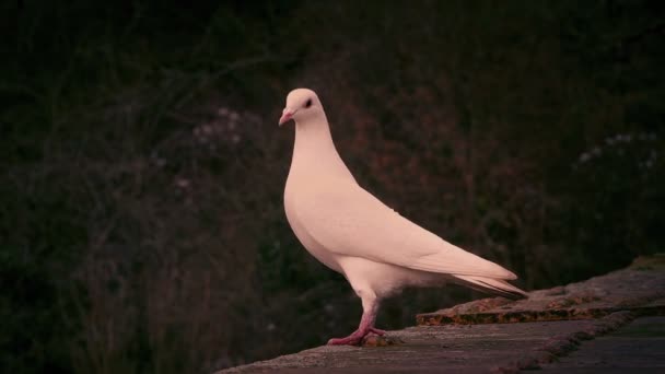 Colombe Blanche Sur Bord Envole Coucher Soleil — Video