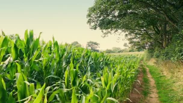 Kukuřičné Pole Farmě Při Západu Slunce — Stock video