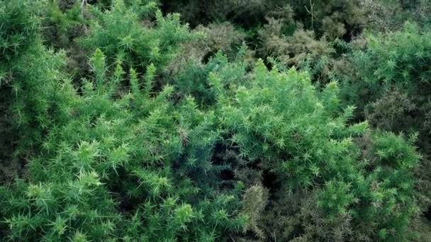 Spiky Gorse Arbustos Viento — Vídeo de stock