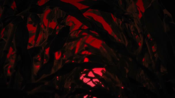 Scary Red Light Detrás Del Campo Maíz Escena Halloween — Vídeos de Stock