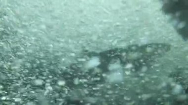 Azgın sularda yumurtlama balık