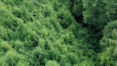 Uçuş ormanlık dağın üzerinde