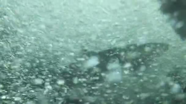 Frai de poissons dans les eaux enragées 