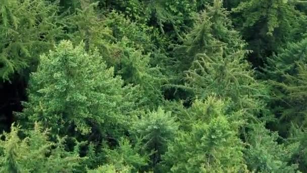 Survoler les cimes des arbres 