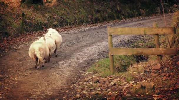 Группа овец, идущих по грязной дороге — стоковое видео