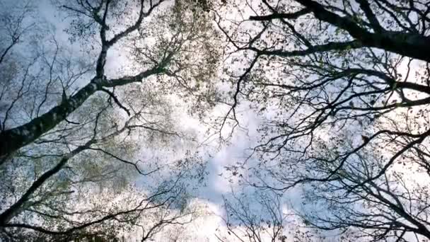 Kijken op bomen en Sky — Stockvideo