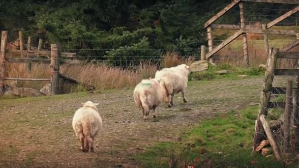 Овцы идут по склону в послеобеденный свет — стоковое видео
