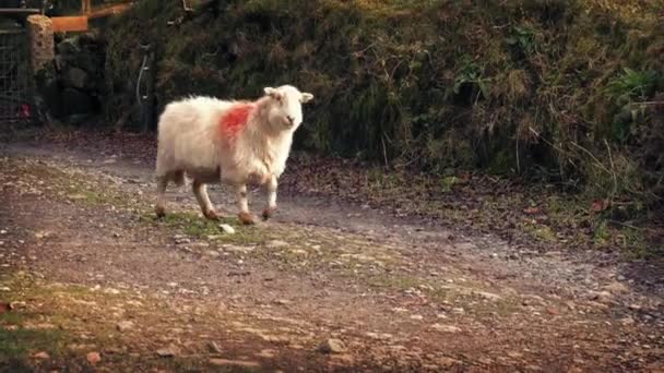 Sheep Walks Past On Farm Road — Stock Video