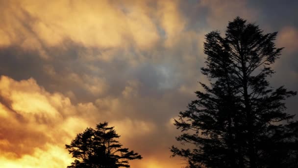 Bomen tegen verbazende gouden zonsondergang — Stockvideo