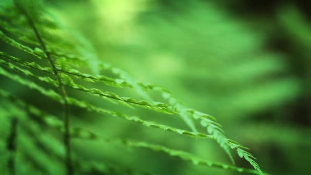 Fougère en brise Boucle de gros plan 