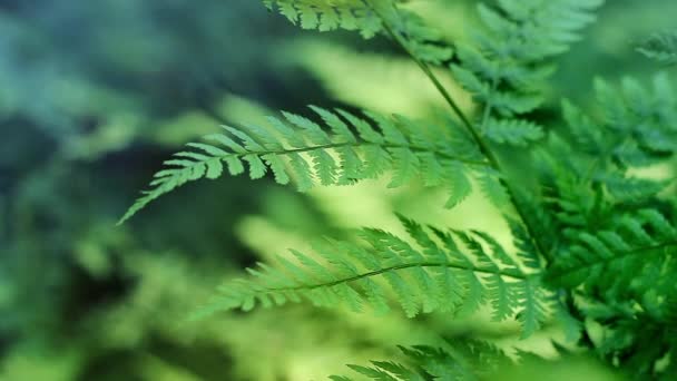 Ferns In Breeze Loop — Stock Video