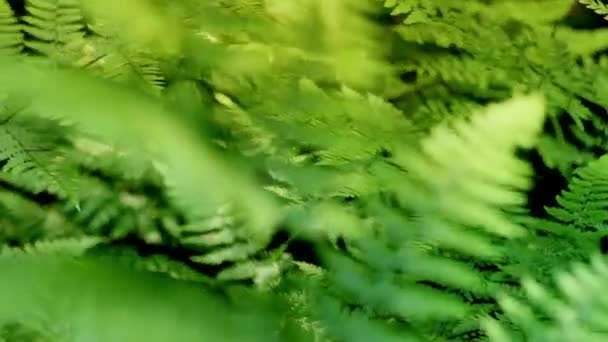 Ferns Rack Focus — Stock Video