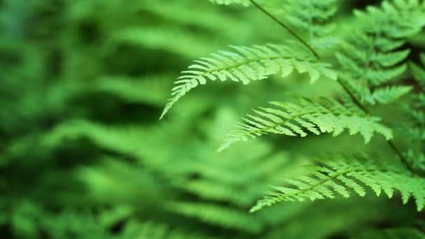 Ferns Shallow Focus Loop — Stock Video