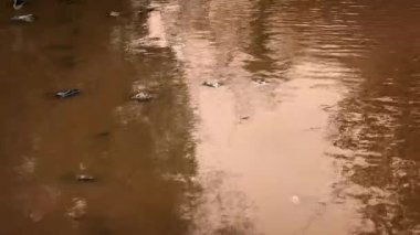 Sığ suda yansıyan orman