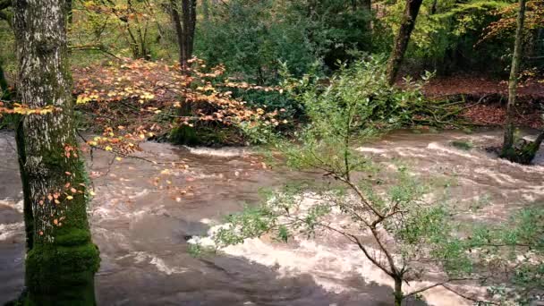 Volle Flüsse brechen im Wald über die Ufer — Stockvideo