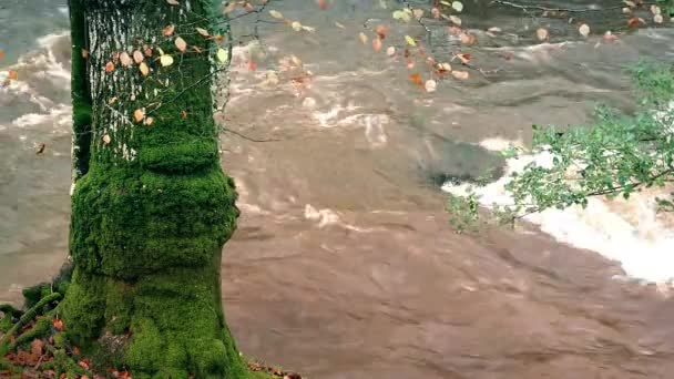 Mossy árbol tronco por río — Vídeos de Stock