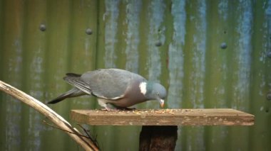 Güvercin kuşu masadan tahıl yiyor