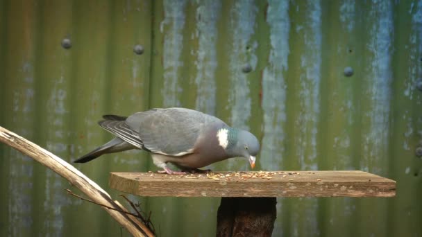 Duif eet graan van vogel tafel — Stockvideo