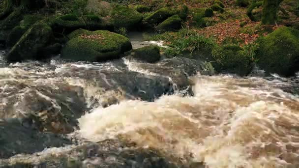 Río en el bosque — Vídeo de stock