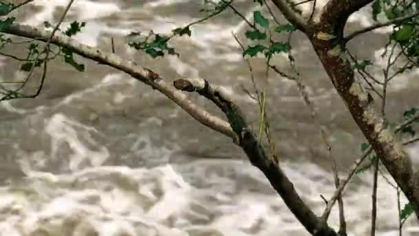 Río furioso a través de ramas — Vídeo de stock