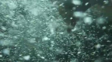 Okyanusta somon Yüzme