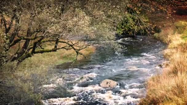 Río a través de bastante campo — Vídeo de stock