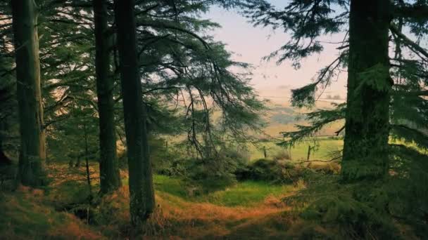 Bosques à tarde — Vídeo de Stock