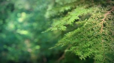 Shallow Focus orman arka plan döngü