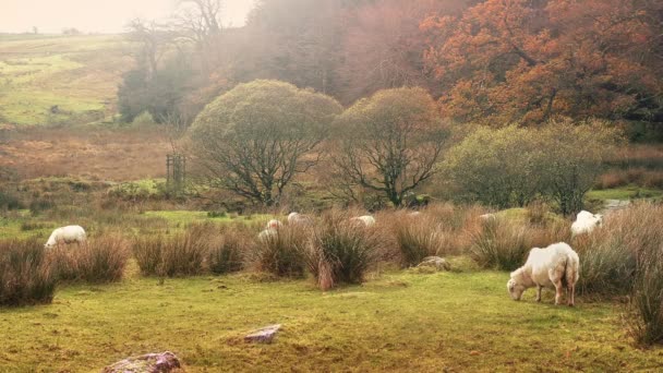 Sheep Grazing In Wild Meadow — Stock Video