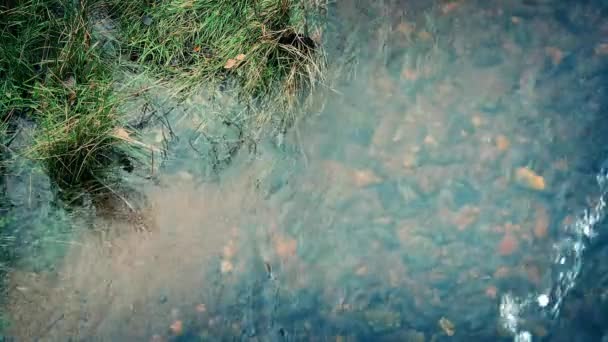 Stream Flowing By Grassy Bank — Stock Video