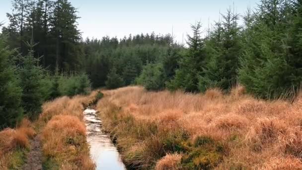 Corriente a través de la apertura de hierba en el bosque — Vídeos de Stock