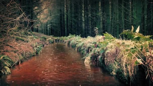 Bach durch den Wald — Stockvideo