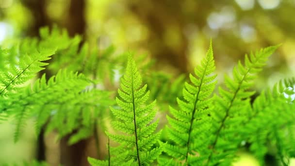 阳光明媚蕨类植物森林循环 — 图库视频影像