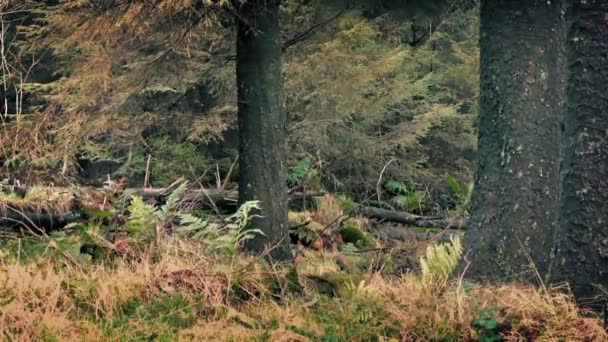 Der Wald in der Dämmerung — Stockvideo