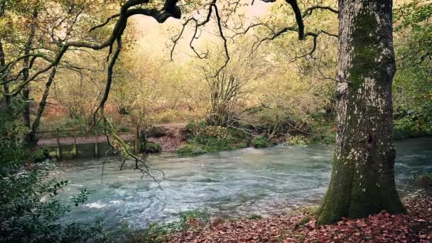 Спокійній річці в лісі — стокове відео