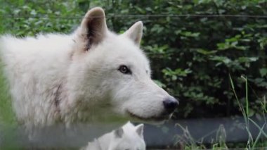 Kurt dudaklarını yalıyor ve etrafına bakıyor