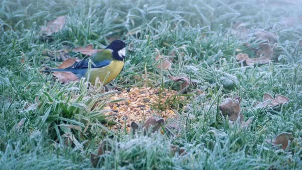 Petit oiseau mangeant des graines en hiver — Video