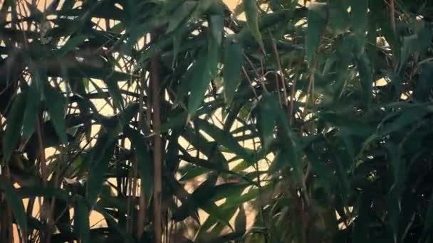 Bamboe planten in de wind — Stockvideo