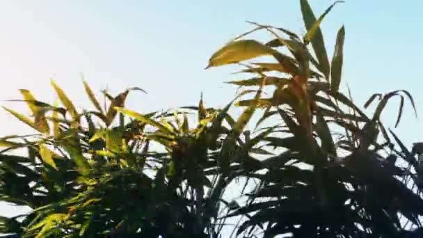 Tropische Plant In de Wind — Stockvideo