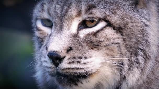 Raubkatze Luchs in freier Wildbahn — Stockvideo