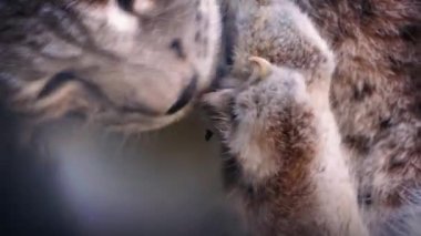 Büyük kedi Lynx kendini damat