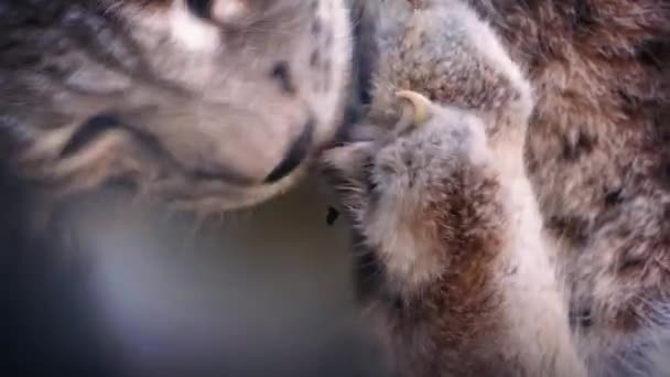 Big Cat Lynx Grooming Himself — Stock Video