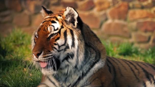 Slaperig Tiger In Sun gaapt en bladeren — Stockvideo