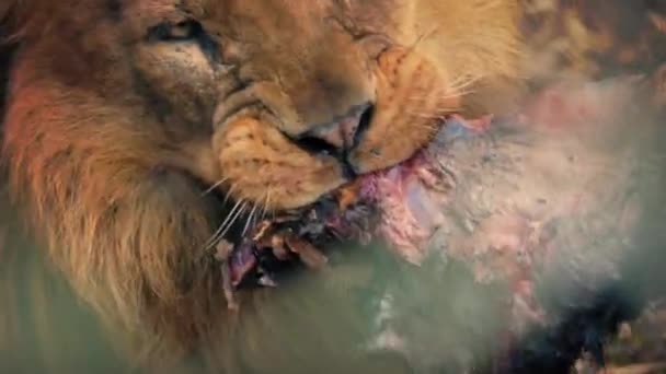 Big Male Lion Eating Dead Animal Meat — Stock Video