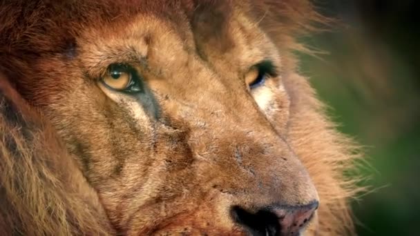 Male Lion Face Looking Around — Stock Video