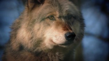 Karanlık ormanda kurt