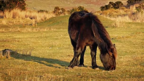 Cheval manger de l'herbe dans la lumière du soir 